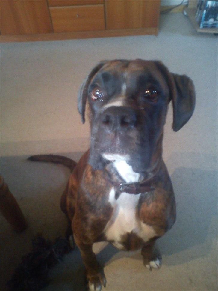 Boxer Tyson - Kigger på min mor.. :-) billede 5