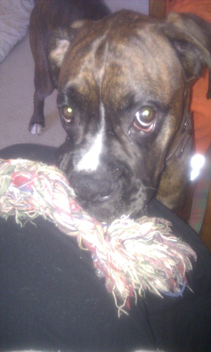 Boxer Tyson - Moster vil du lege, med mig og mit tov??  billede 6