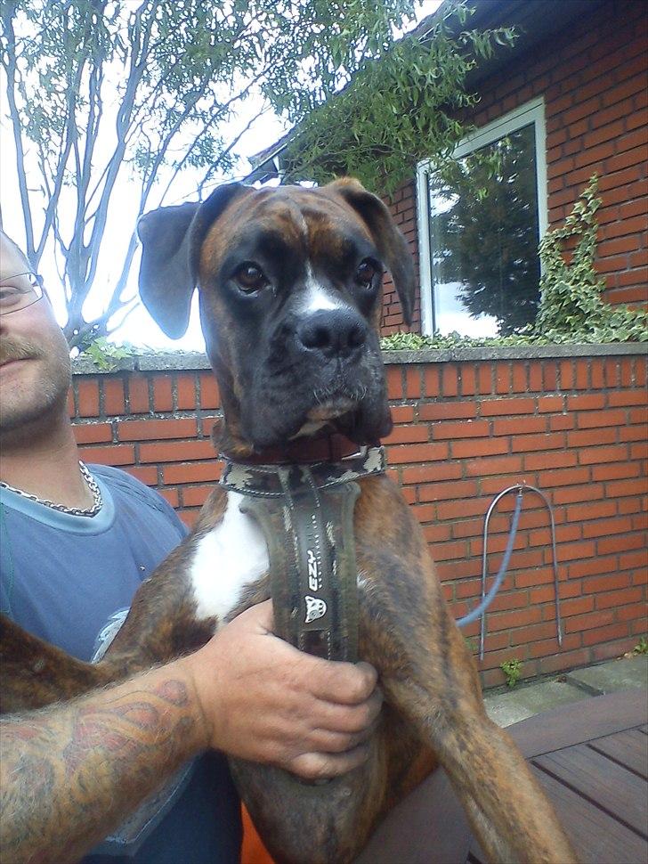 Boxer Tyson - Kan høre moster i mobilen, men kan ikke se hende.. :-) billede 1
