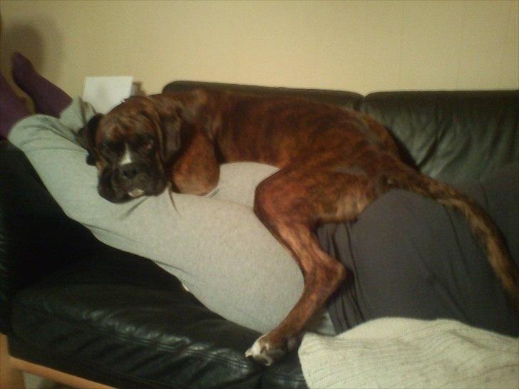 Boxer Tyson - Hygger på moster´s ben.. :-) billede 7
