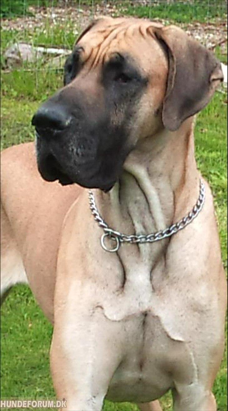 Grand danois Holger billede 7