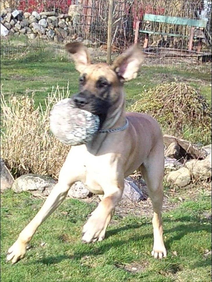 Grand danois Holger - jummi en bold... billede 8