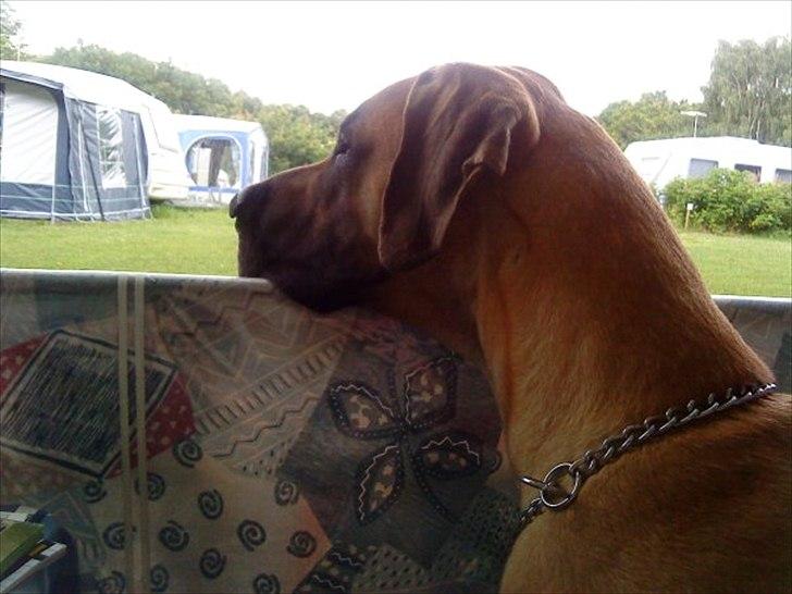 Grand danois Holger - Sker der mon noget derude billede 9