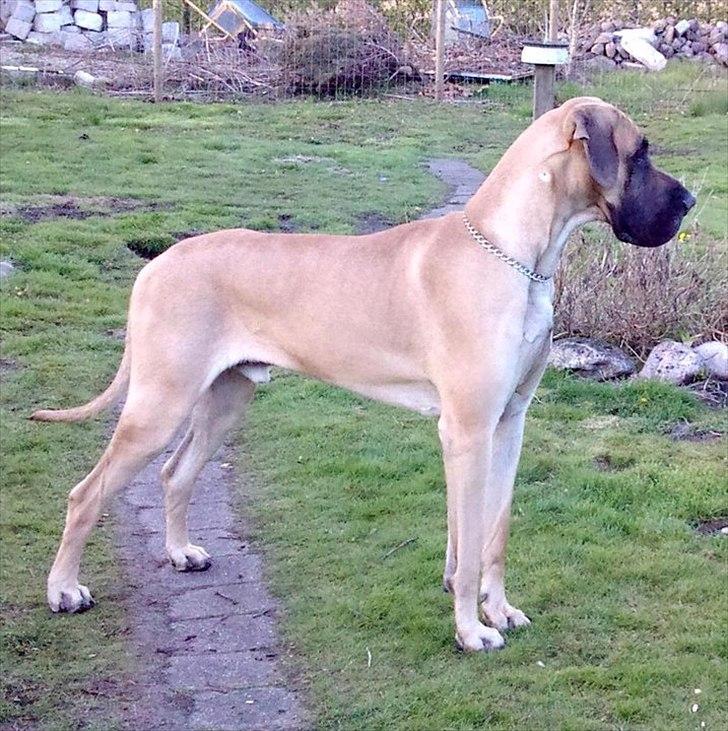 Grand danois Holger billede 10