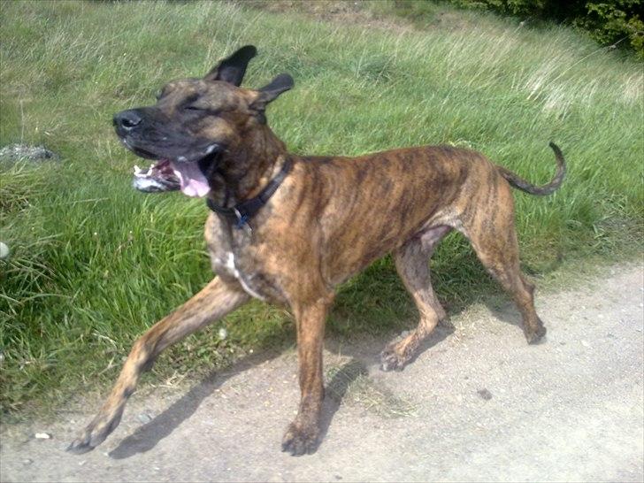 Grand danois Zeus - juhuu.... Så dejlig at følge ATVén...  billede 13