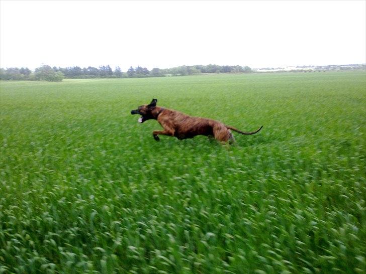 Grand danois Zeus - kan hoppe over kornet... weeee.. løber ca 40-45 km i timen.. billede 14