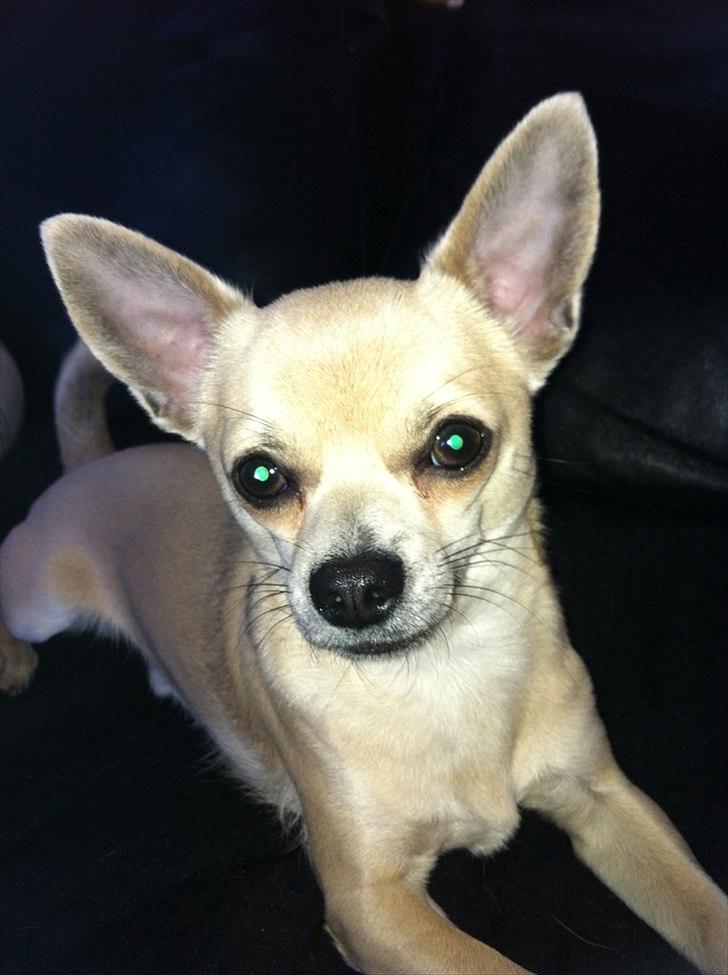 Chihuahua Tino billede 1