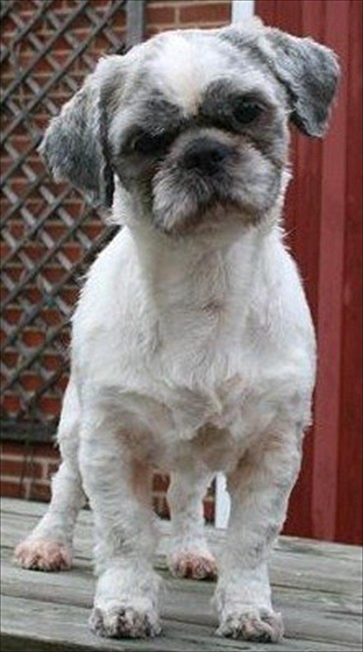 Shih tzu Tyson - Charmetrold billede 1