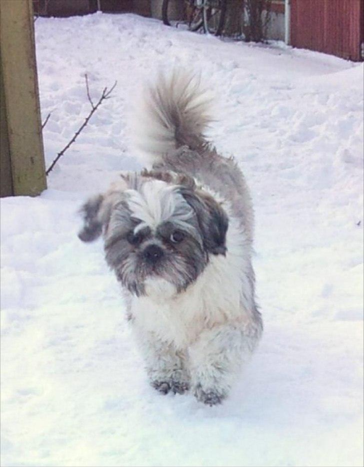 Shih tzu Tyson - Elsker sne billede 2