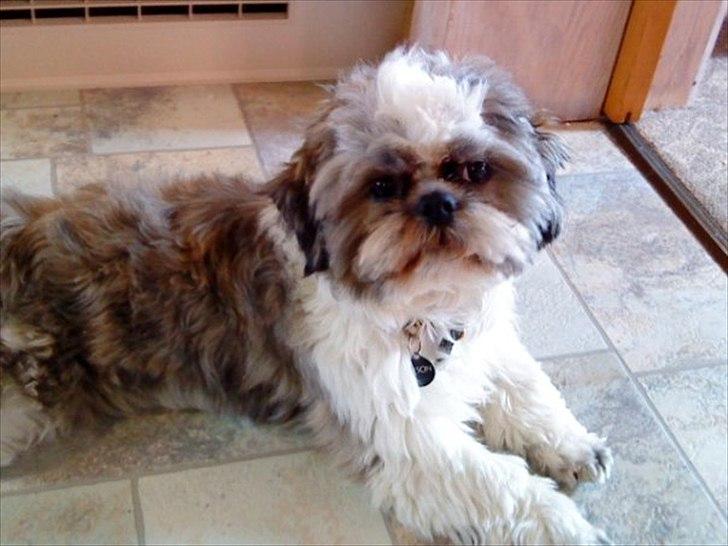 Shih tzu Tyson billede 3