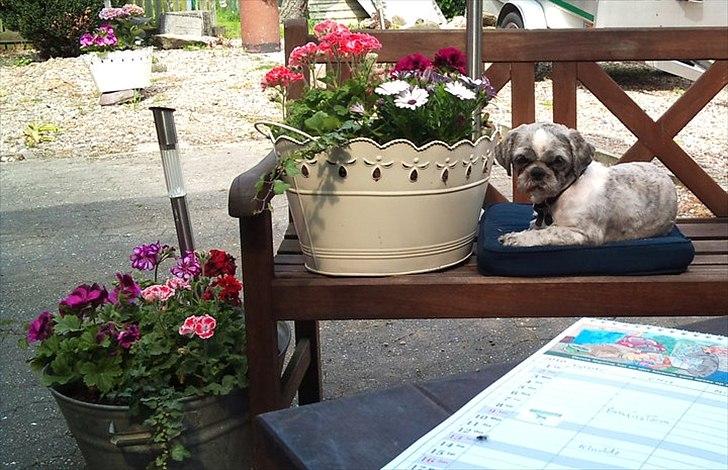 Shih tzu Tyson - Er jeg ikke sød billede 4