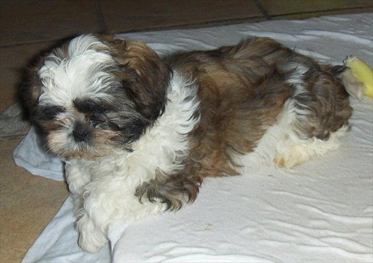 Shih tzu Tyson - 9 uger billede 5