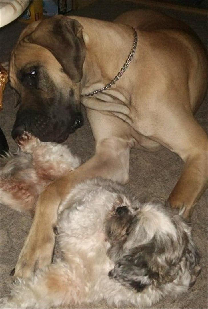 Shih tzu Tyson - Kan du ikke lige flytte dig billede 6