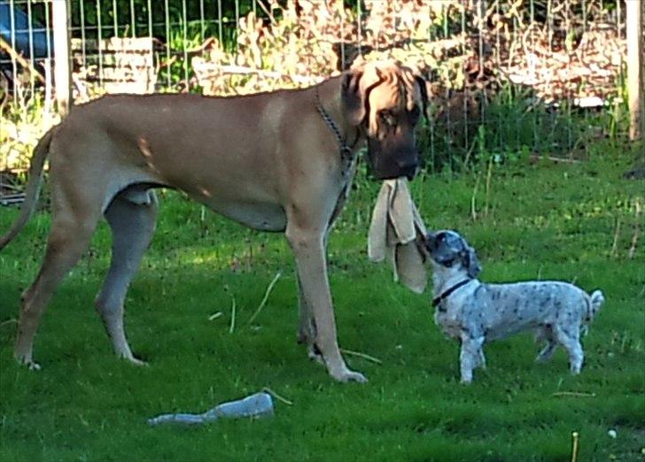 Shih tzu Tyson - Ja det kan godt være at du er stor, men jeg er sikker på at jeg er stærkest, billede 7