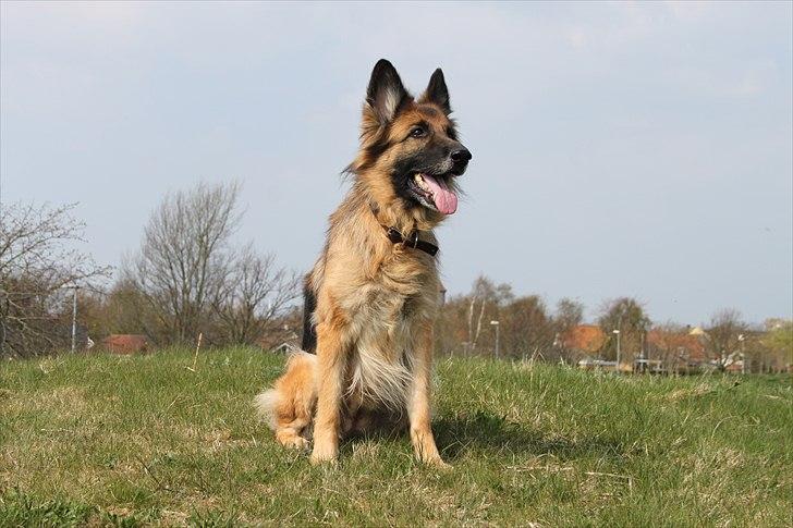 Schæferhund Zita <3 billede 20