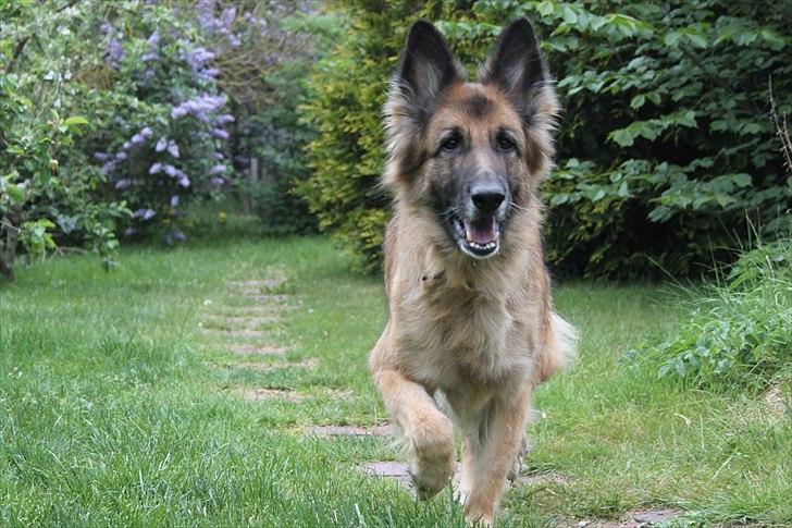 Schæferhund Zita <3 billede 9