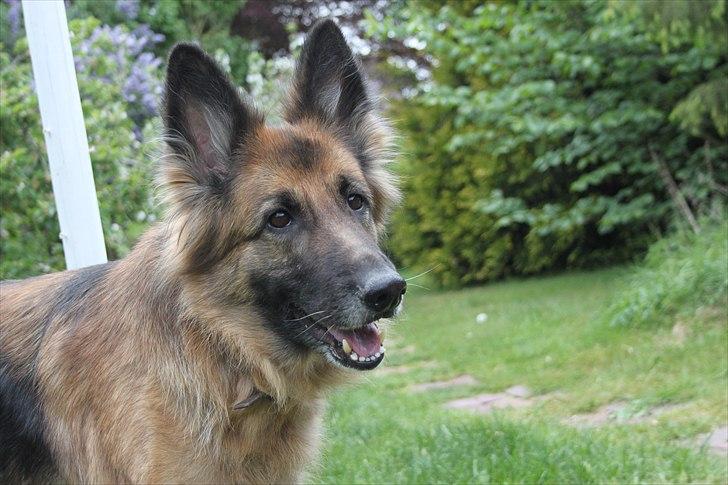 Schæferhund Zita <3 billede 14