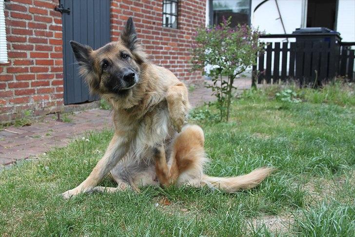 Schæferhund Zita <3 billede 11