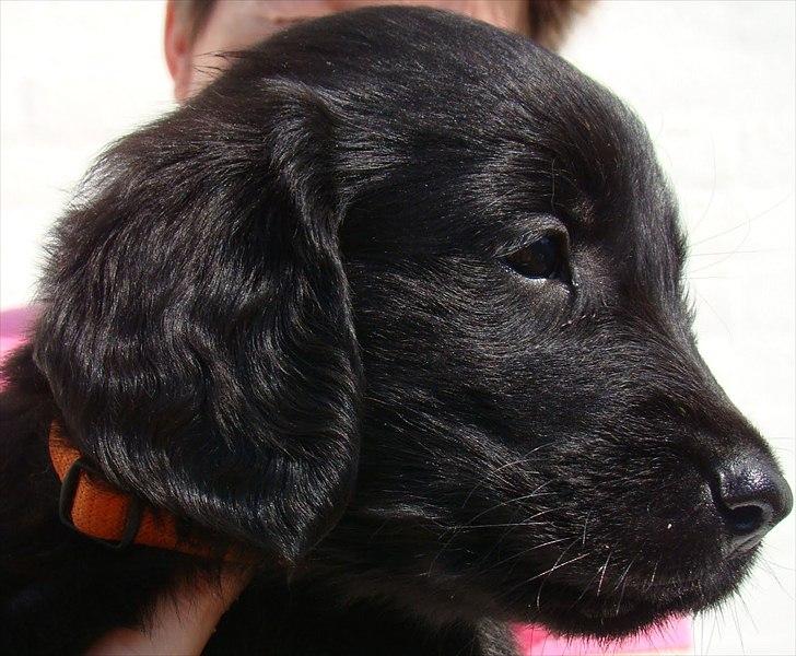Flat coated retriever Zoey - Søde lille Zoey billede 1