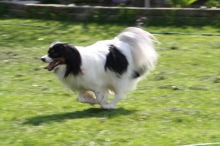 Phalene Butterfly's Casanova - hurtig som en leopard billede 9