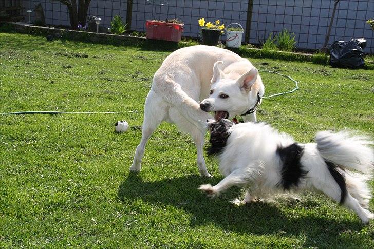 Phalene Butterfly's Casanova - dejligt med en lille flyvetur. det lufter godt i denne varme :) billede 5