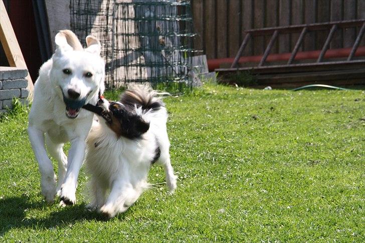 Phalene Butterfly's Casanova - vi følges altid ad billede 11