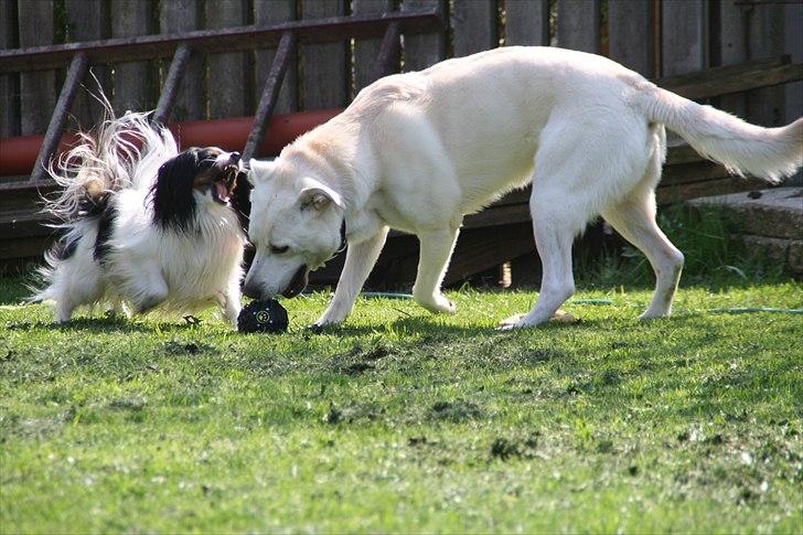 Phalene Butterfly's Casanova - selvom jeg er lille, så kan jeg altså godt brøle som en løve :P billede 4