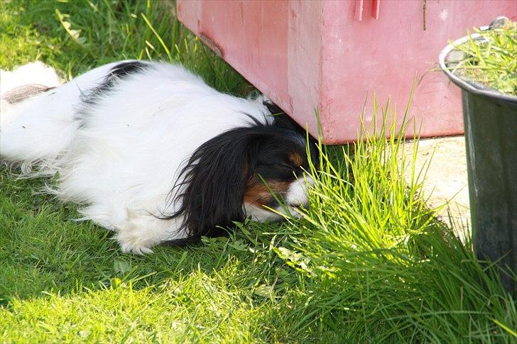 Phalene Butterfly's Casanova - så fik jeg lige en lur i skyggen billede 10