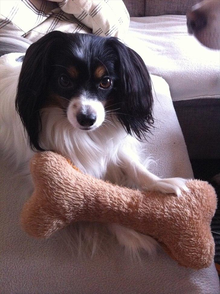 Phalene Butterfly's Casanova billede 15