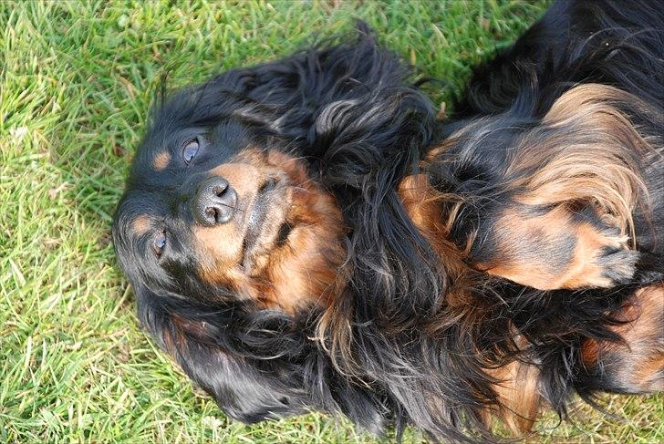 Dværggravhund Zeus billede 1