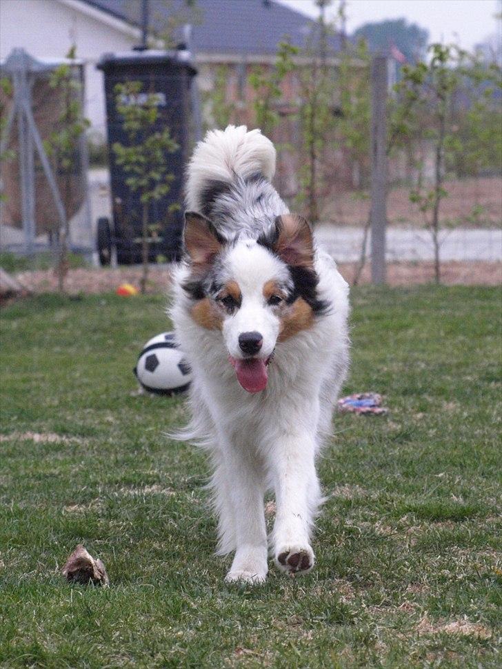 Australian shepherd Moon Rise Smokey Eyes - Kalder du på mig? Foto: Mig billede 6