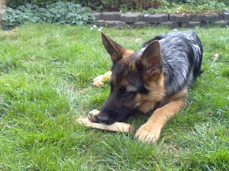 Schæferhund Milan billede 8