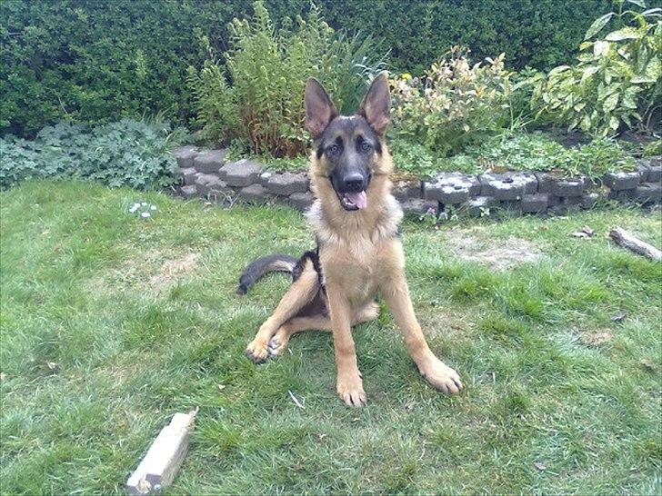 Schæferhund Milan billede 9