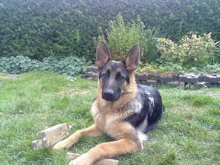 Schæferhund Milan billede 10