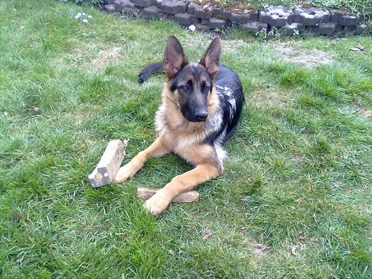 Schæferhund Milan billede 11