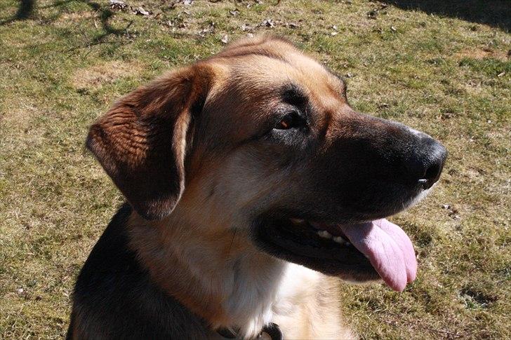 Blanding af racer <3Bamse hunden Odin <3  billede 6