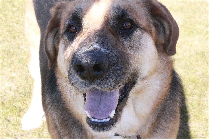 Blanding af racer <3Bamse hunden Odin <3  billede 3