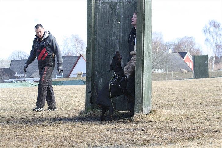 Dobermann Baskerne´s Ambre - Træning billede 6