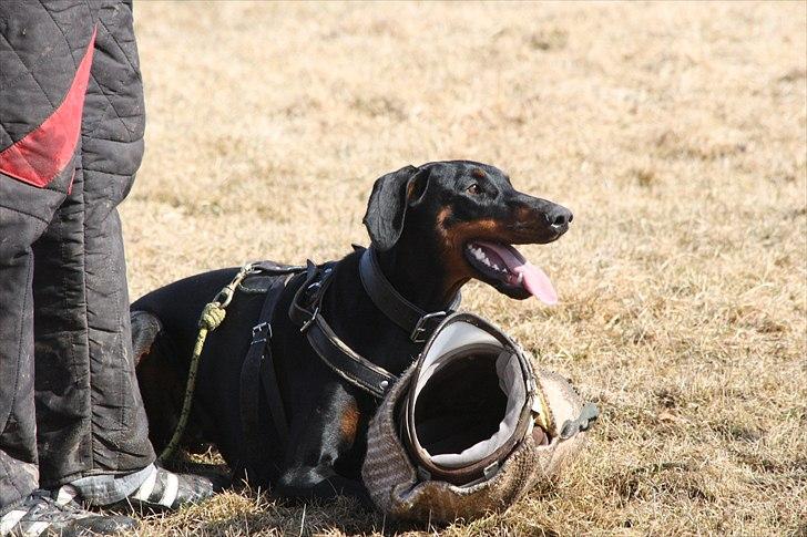 Dobermann Baskerne´s Ambre billede 3