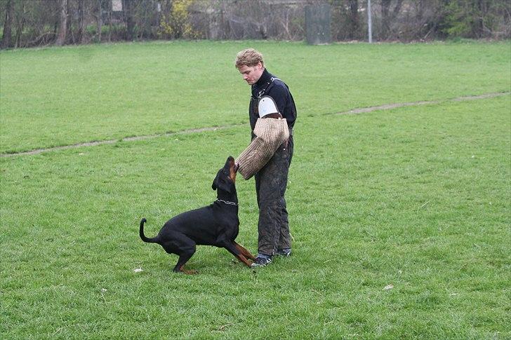 Dobermann Baskerne´s Ambre - Træning billede 5