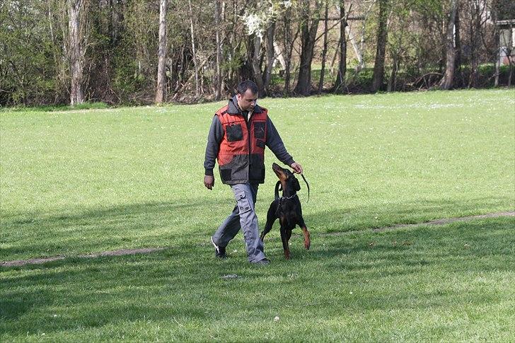 Dobermann Baskerne´s Ambre - Øernes Mesterskab 2011 billede 2