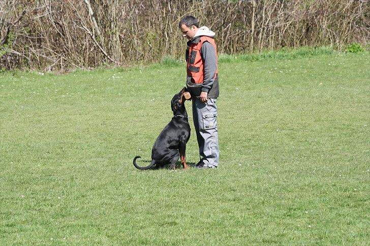 Dobermann Baskerne´s Ambre - Øernes Mesterskab 2011 billede 4