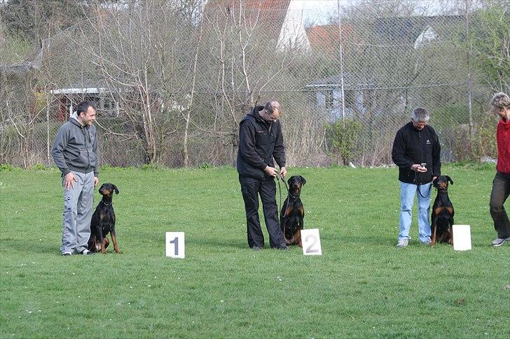 Dobermann Baskerne´s Ambre - Øernes Mesterskab 2011 billede 7