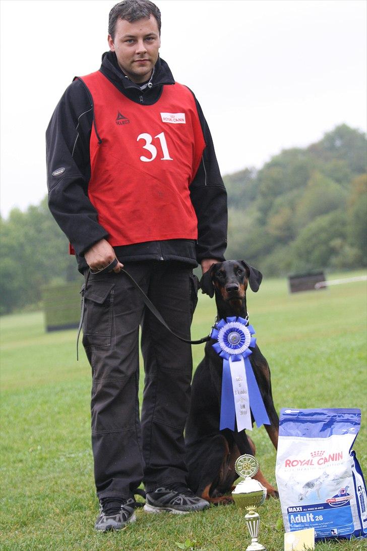 Dobermann Baskerne´s Ambre - DM 2010 billede 1