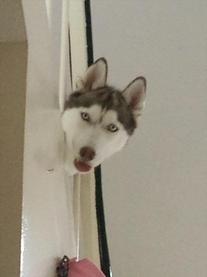 Siberian husky Micha billede 11