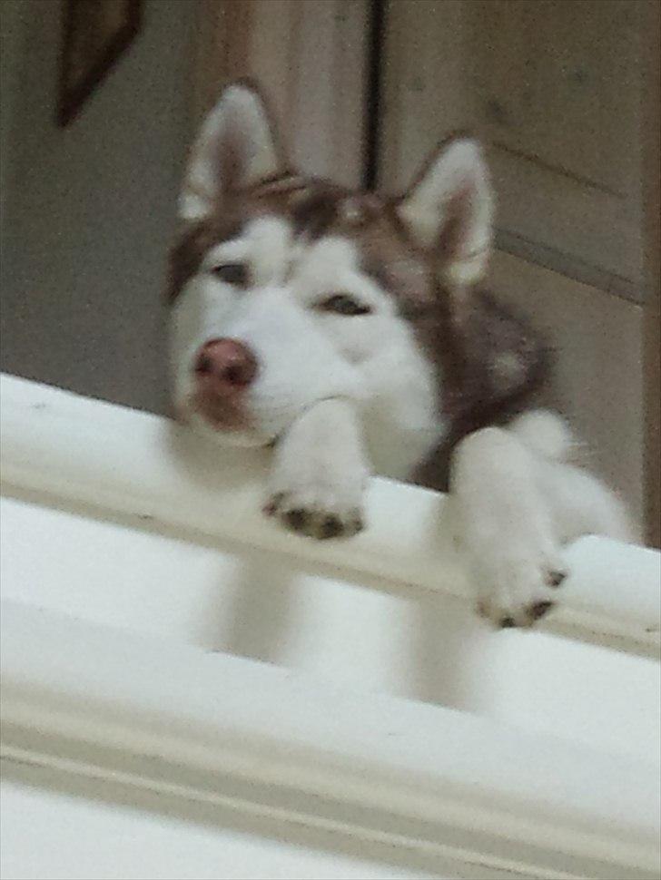 Siberian husky Micha billede 12