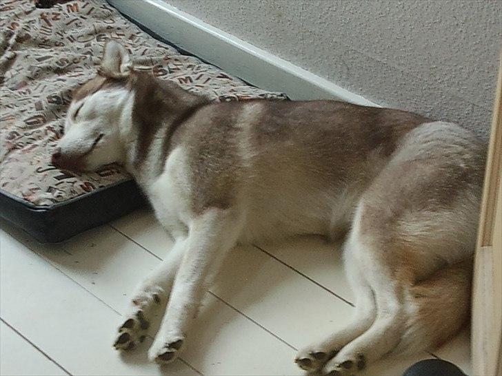 Siberian husky Micha billede 13