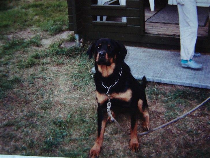 Rottweiler Luna R.I.P. billede 14