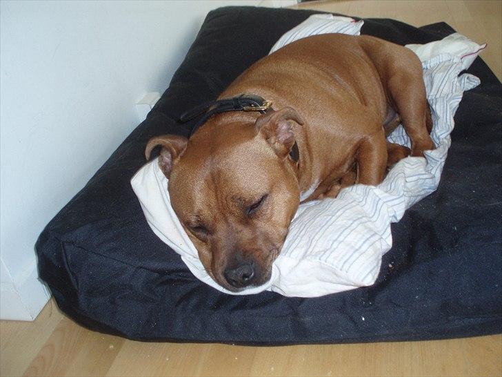 Staffordshire bull terrier Ludwig  - ZZZzzzZZZZzzz... billede 11