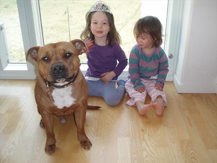 Staffordshire bull terrier Ludwig  - Ludwig og pigerne en søndag morgen billede 1
